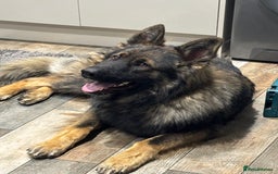 German Shepherd dogs for stud: German shepherd stud - Image 1