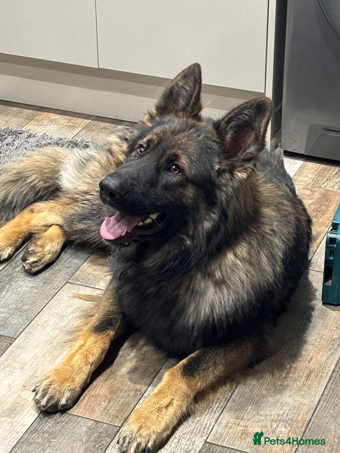 German Shepherd dogs for stud: German shepherd stud - Image 1