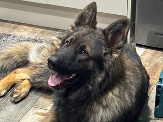 German Shepherd dogs - Advert 5