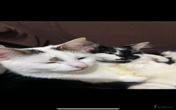 Domestic Shorthair cats for sale: Kittens for sale  - Image 7