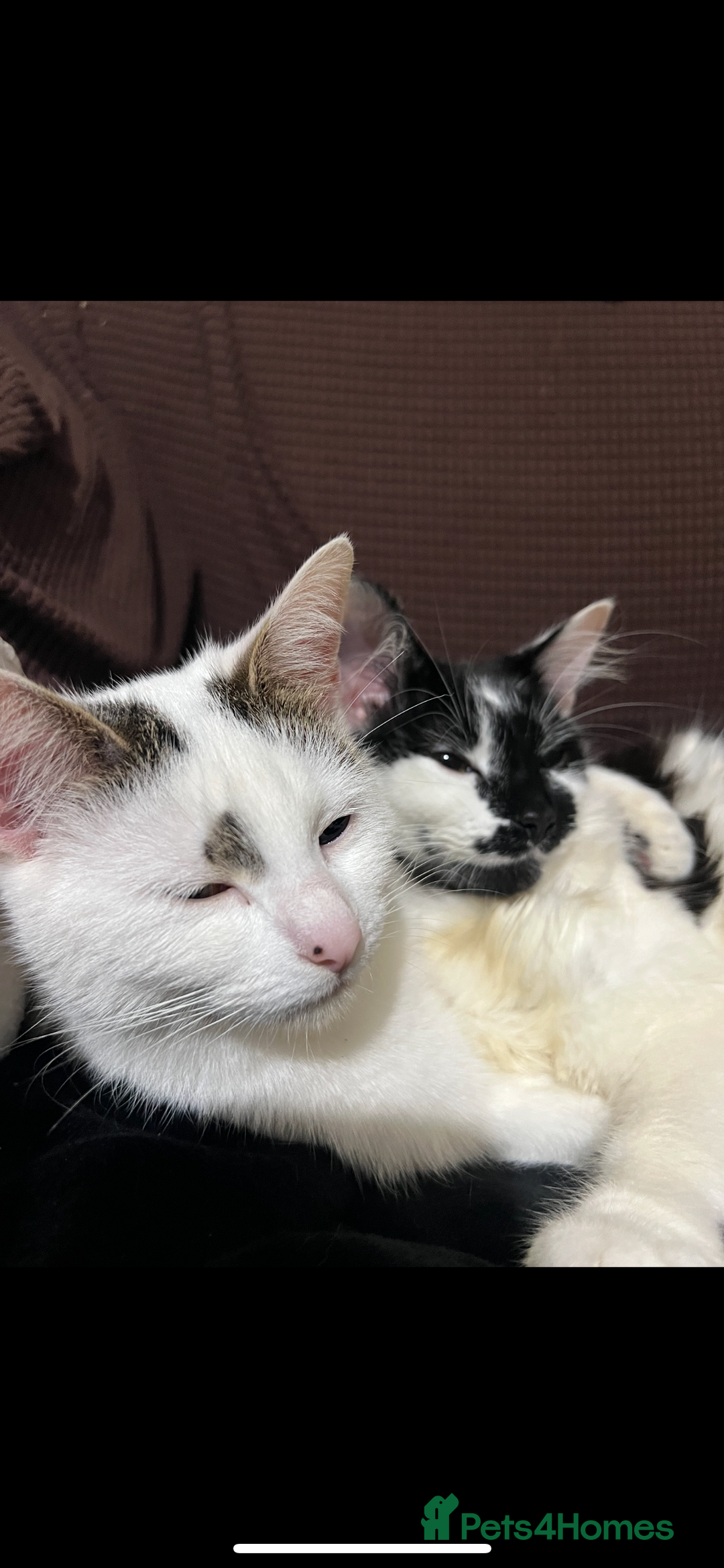 Domestic Shorthair cats for sale: Kittens for sale  - Image 7