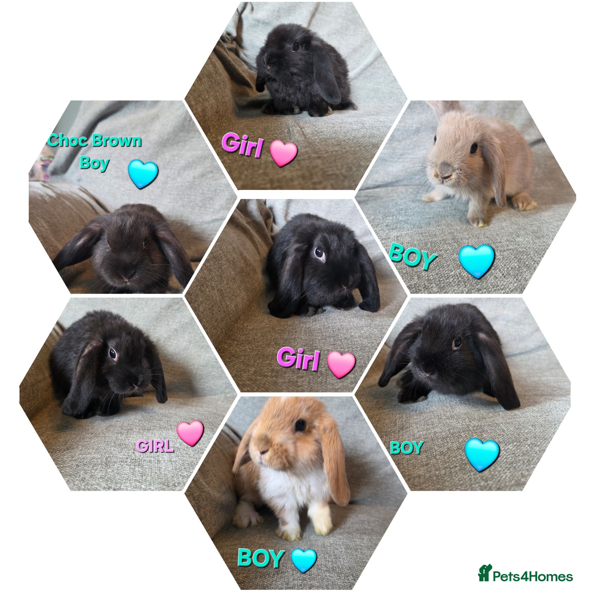 Mini Lop rabbits VERY TAME Mini lop baby bunnies ready to leave now - Advert 1