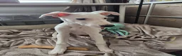 Lurcher dogs for sale: Beautiful Lurcher pups - Advert 4