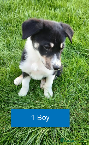 Border Collie dogs Pedigree tri-colour border collie puppies - Advert 2