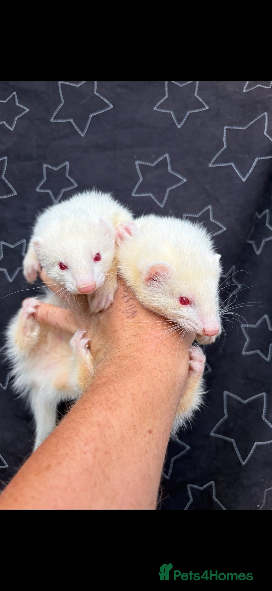 Ferret rodents 3/4 micro ferrets  - Advert 6