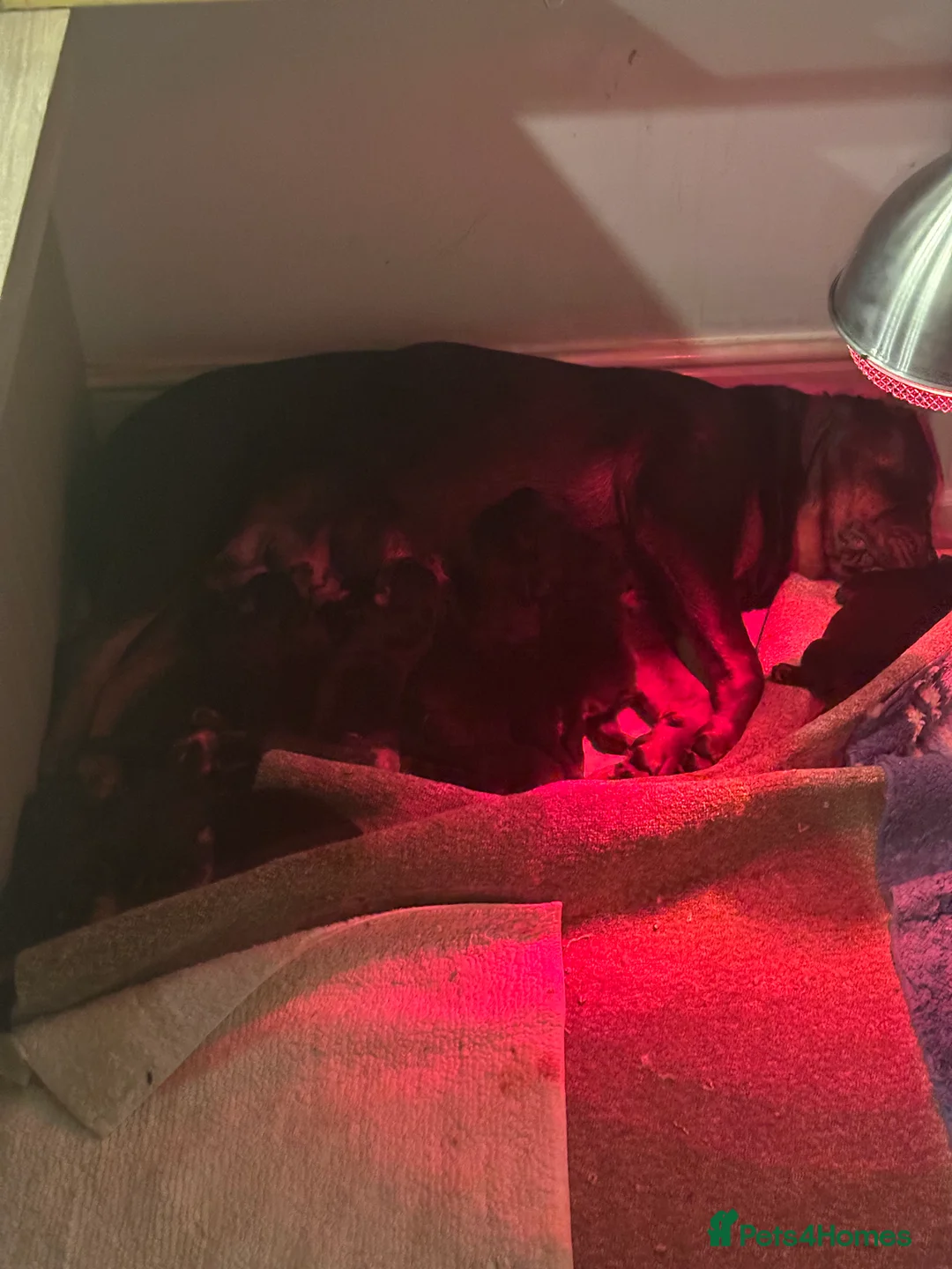 Rottweiler dogs for sale: Beautiful Rottweiler puppies  - Advert 10