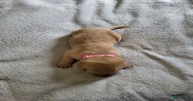 Labrador Retriever dogs - Advert 12