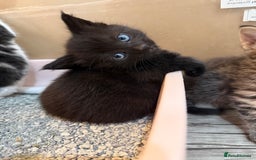 Domestic Shorthair cats for sale: 5 beautiful Domestic shorthair kittens - Image 3