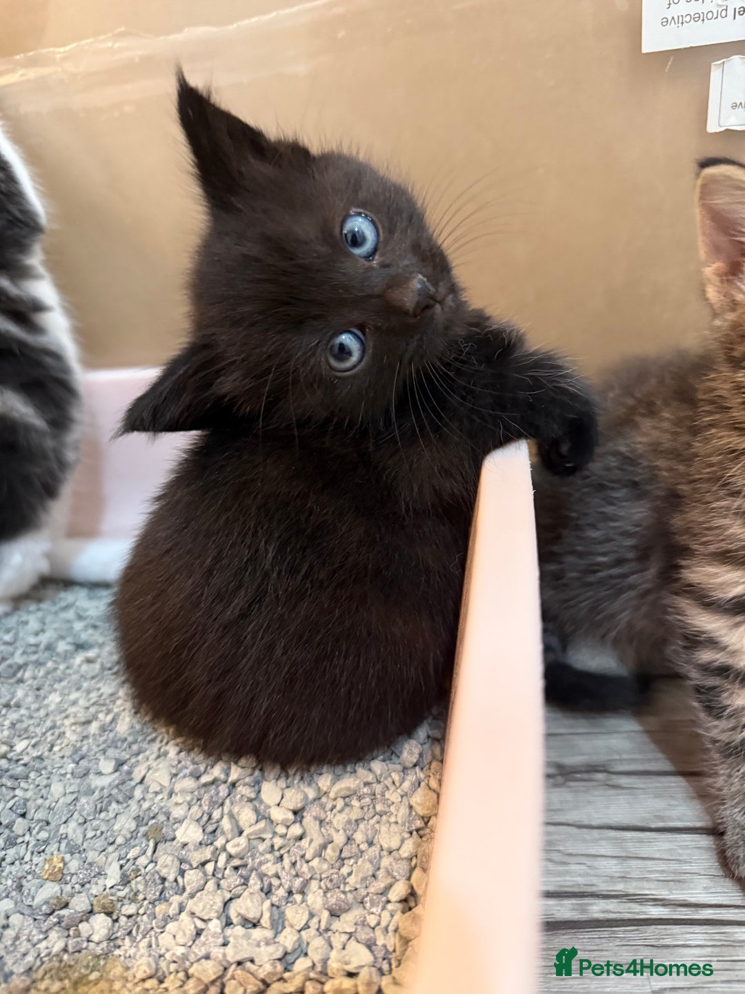 Domestic Shorthair cats for sale: 5 beautiful Domestic shorthair kittens - Image 3