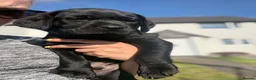 Labrador Retriever dogs for sale: 1 black male labrador puppy - Advert 2