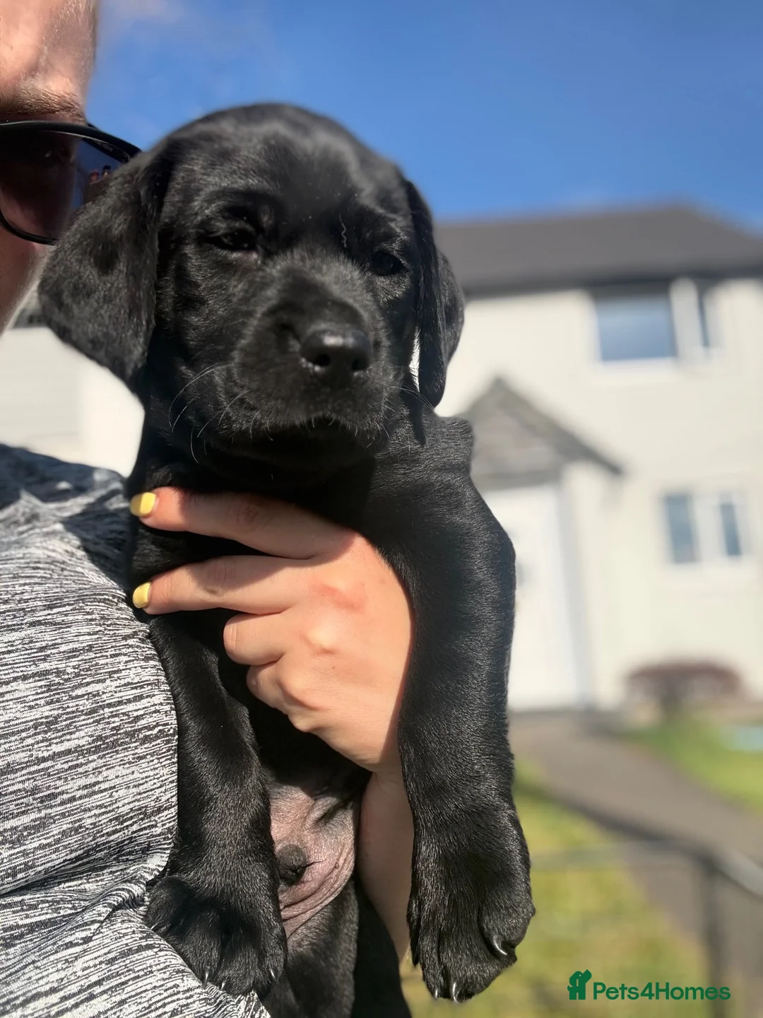 Labrador Retriever dogs for sale: 1 black male labrador puppy - Advert 2