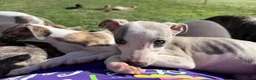 Whippet dogs for sale: Kennel Club Registered Whippet Pups Available  - Advert 6
