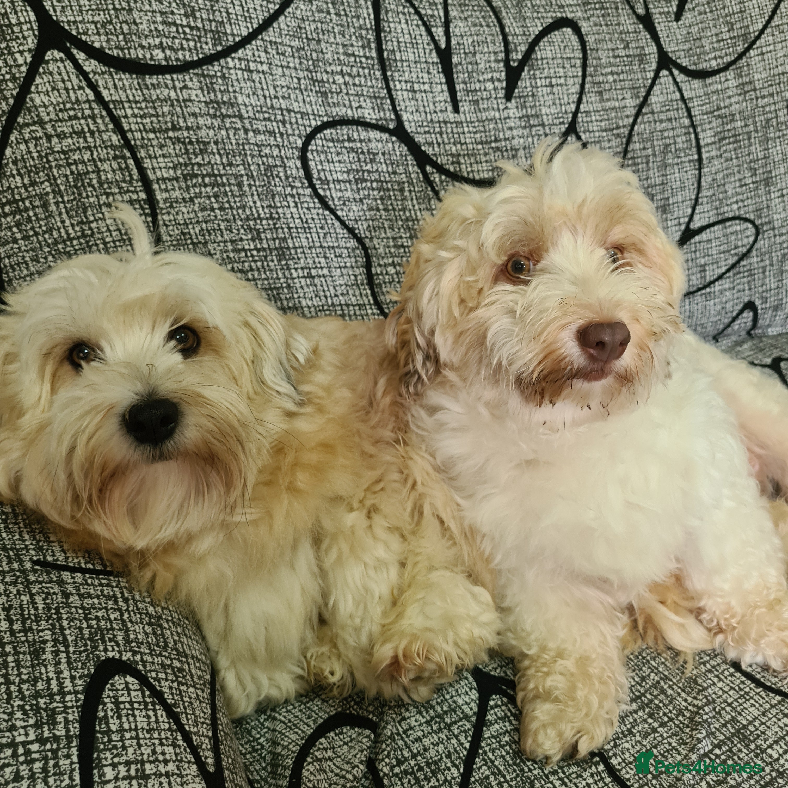 Havanese dogs Beautifully colored Havanese puppies - Advert 3