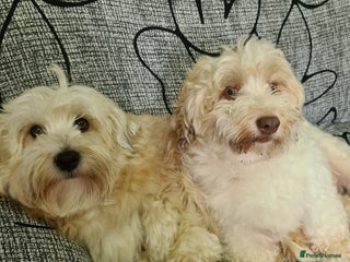 Havanese dogs Beautifully colored Havanese puppies - Advert 3