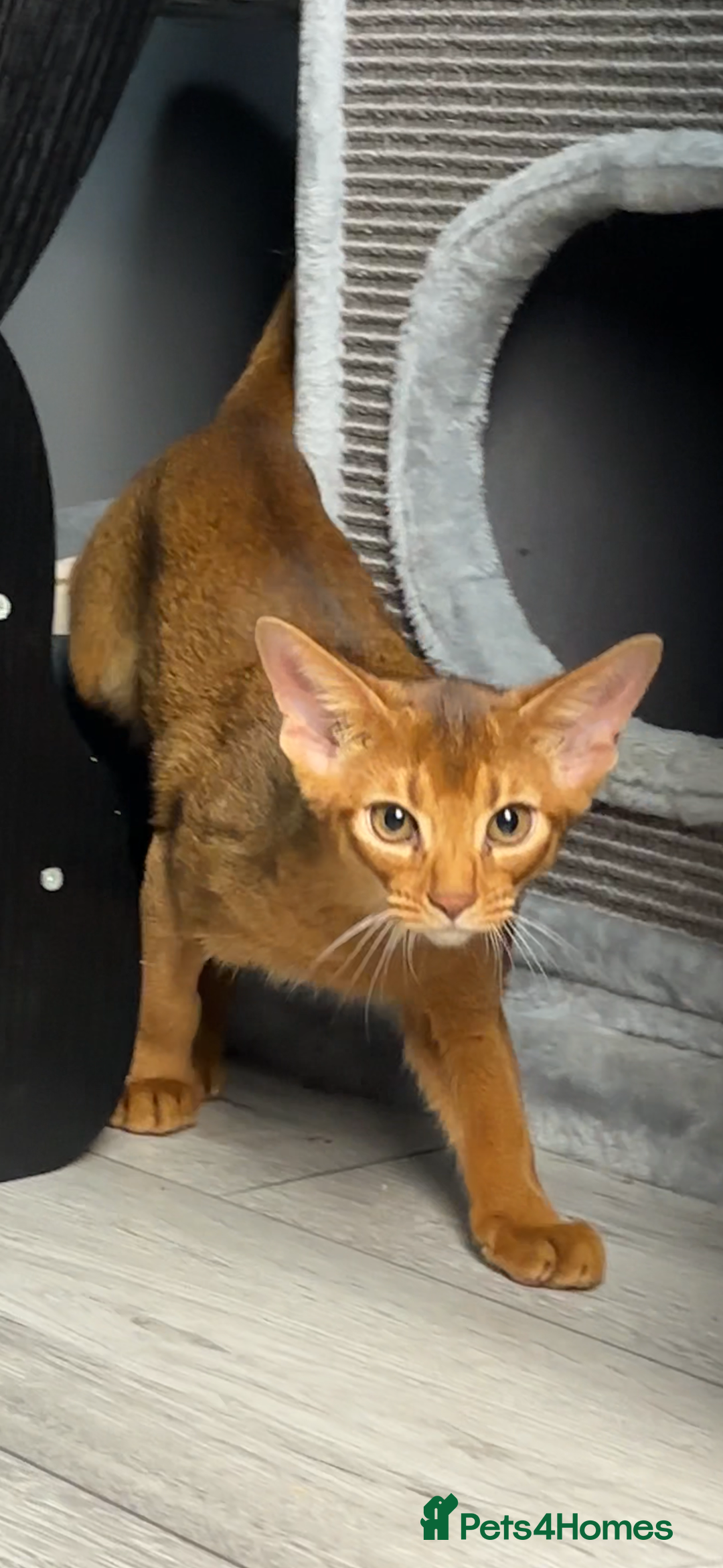 Abyssinian cats for sale: Gorgeous Abyssinian Kittens Only Sorrel girl left  - Advert 3