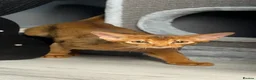 Abyssinian cats for sale: Gorgeous Abyssinian   Sorrel girl Brisa    - Advert 5