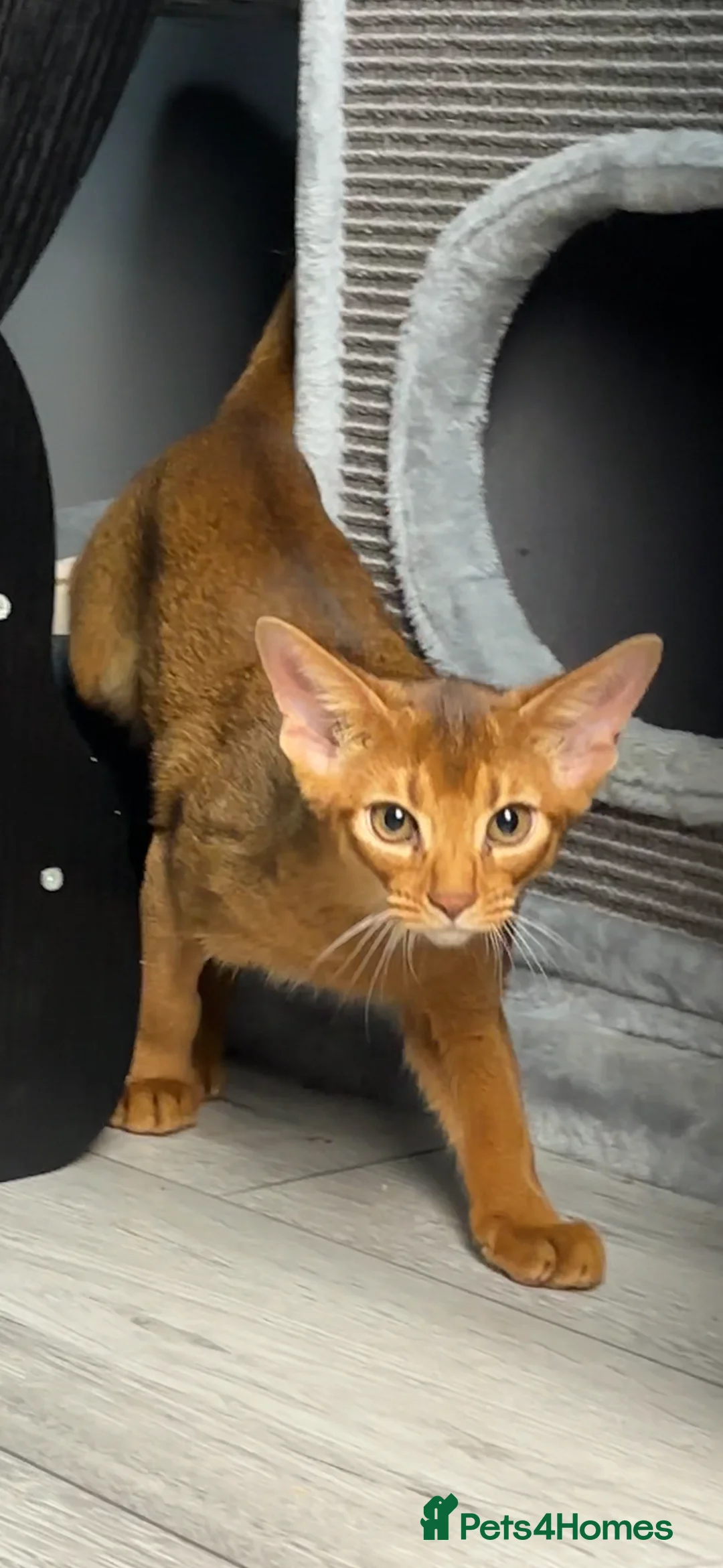 Abyssinian cats for sale: Gorgeous Abyssinian   Sorrel girl Brisa    - Advert 5