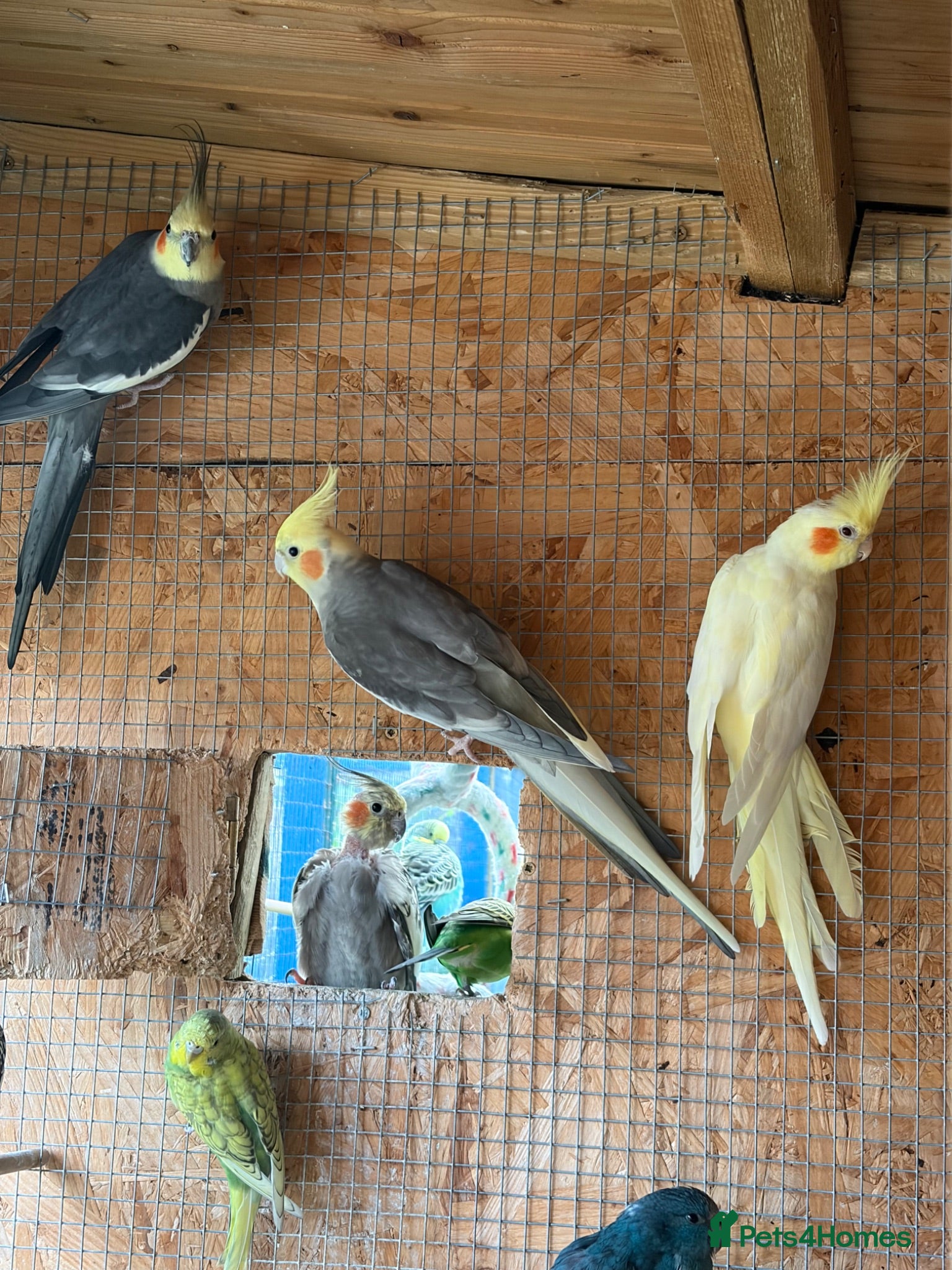 Cockatiels birds Cockatiel bonded/breeder pairs - Advert 2