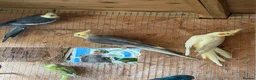 Cockatiels birds for sale: Cockatiel bonded/breeder pairs - Advert 1