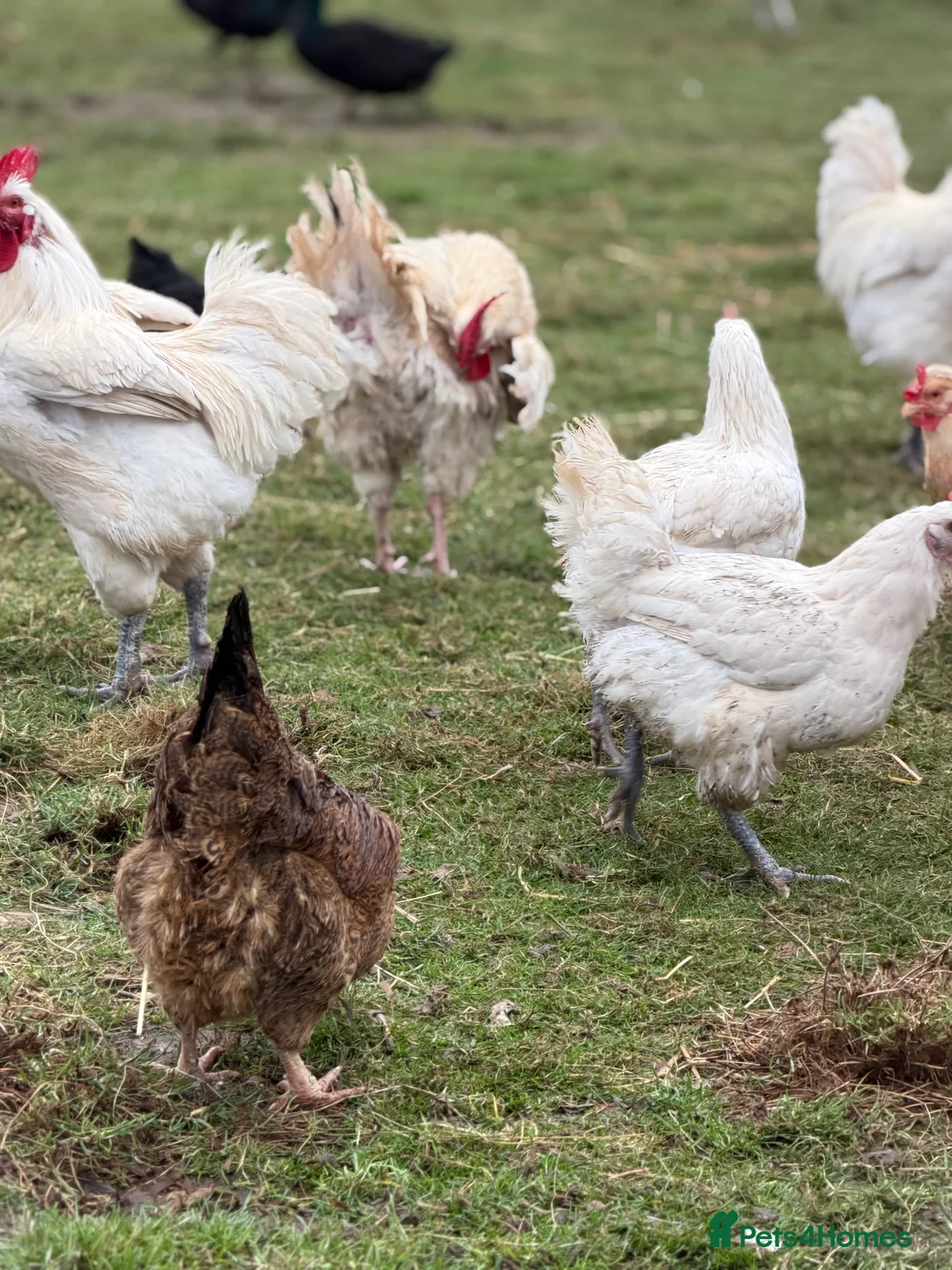 Chickens poultry for sale: Chickens for sale - Advert 2