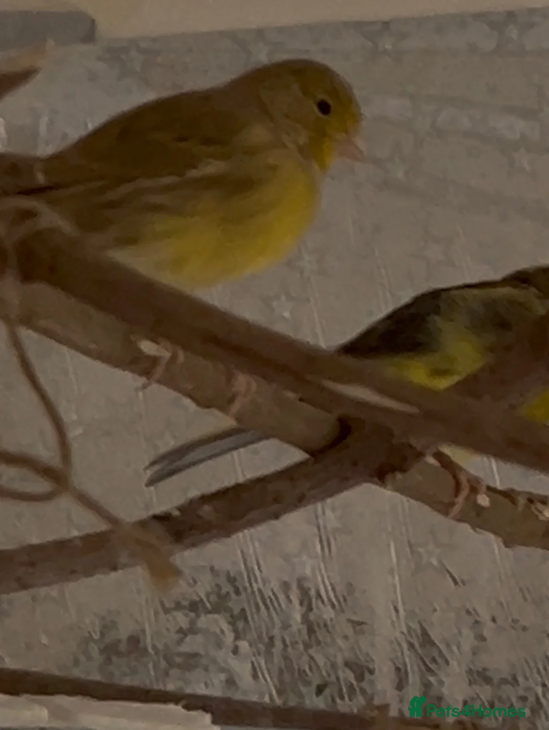 Canaries birds for sale: 9 Canaries Looking for a Free-Flight Home Together in Sheffield - Advert 9