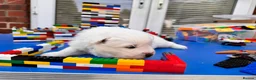 Samoyed dogs for sale: Bundle of joy 3 Puppy - Advert 18
