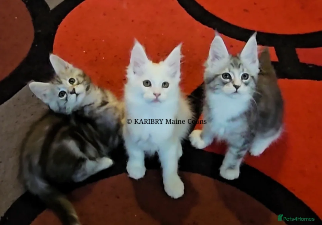 Maine Coon cats for sale: ACTIVE TICA Registered Shaded & Shaded lines - Advert 14