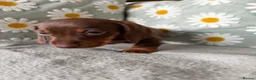 Miniature Dachshund dogs for sale: Puppies  - Advert 7