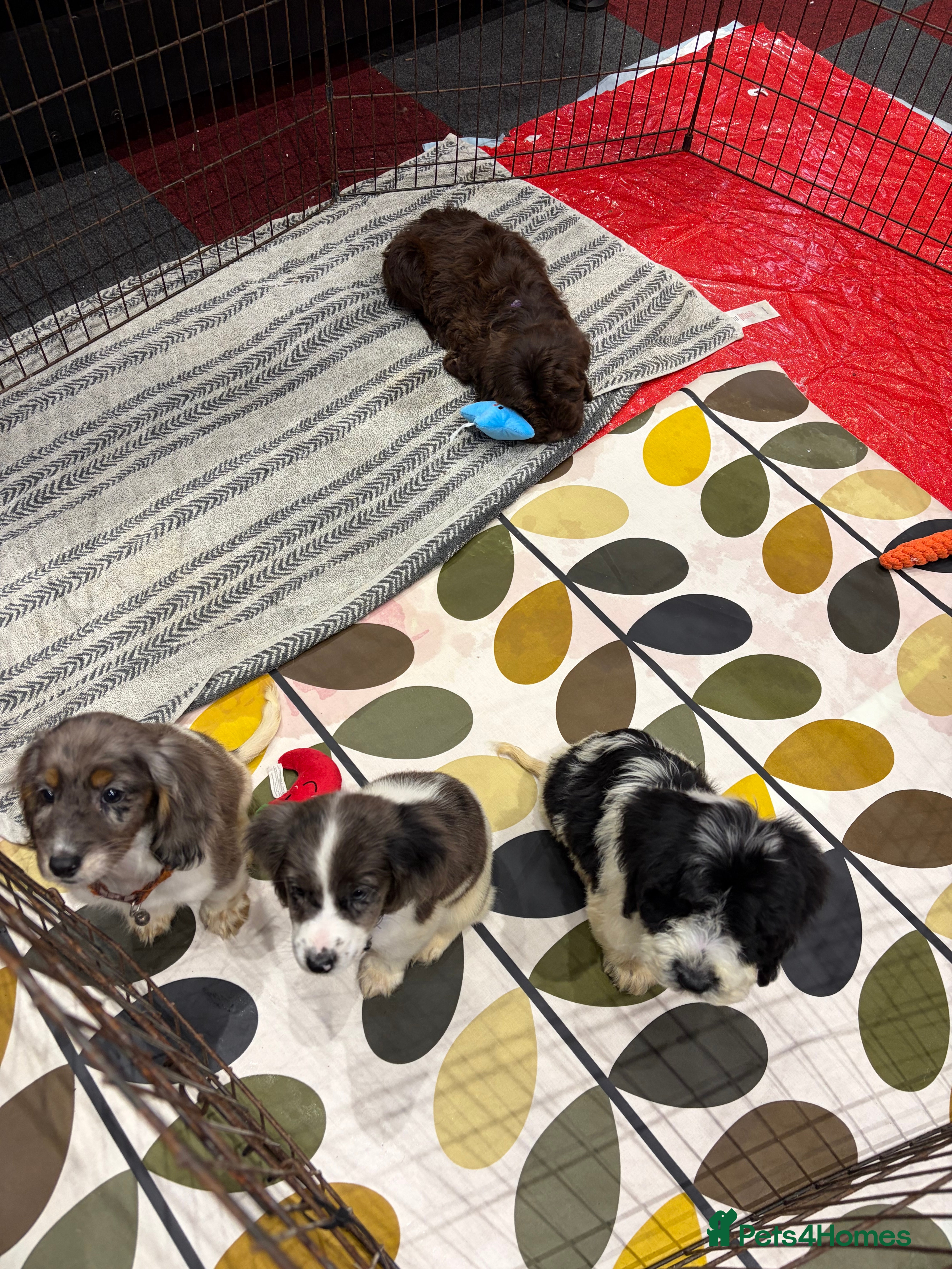 Cockapoo dogs Stunning unique cockapoo puppies ready now - Advert 11