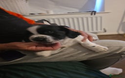 English Springer Spaniel dogs for sale: Springer pups  - Image 9