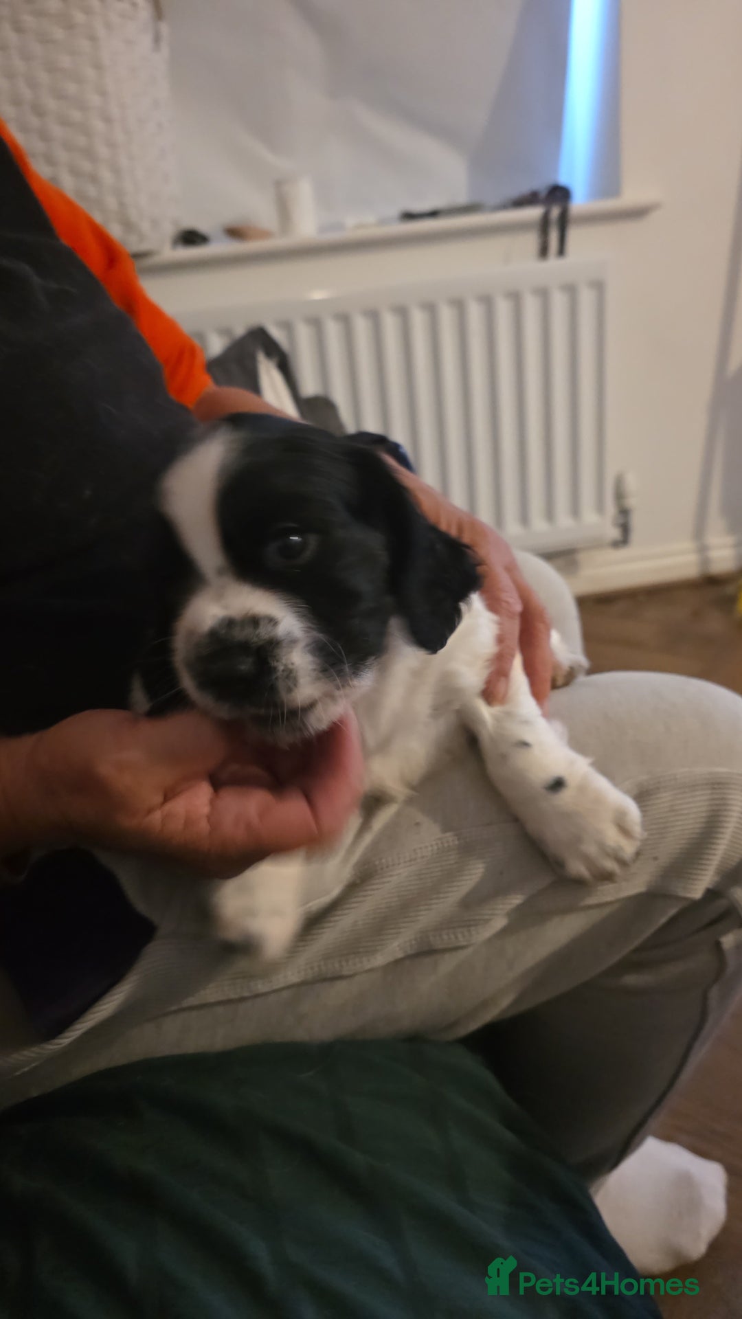 English Springer Spaniel dogs for sale: Springer pups  - Image 9