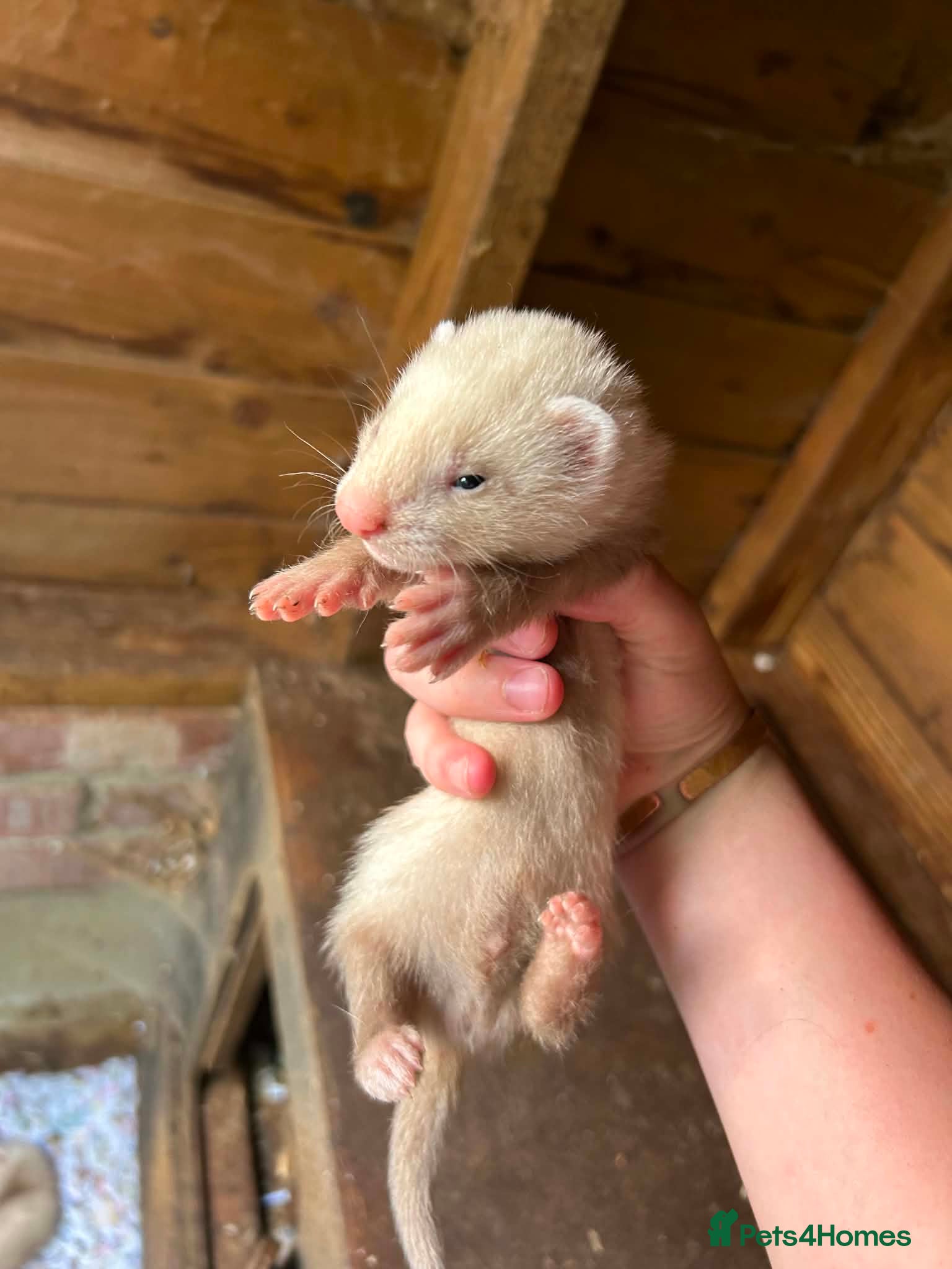 Ferret rodents Albino & sandy hobs  - Advert 9