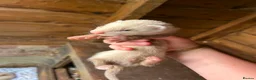 Ferret rodents for sale: Albino & sandy hobs  in Sudbury - Advert 1