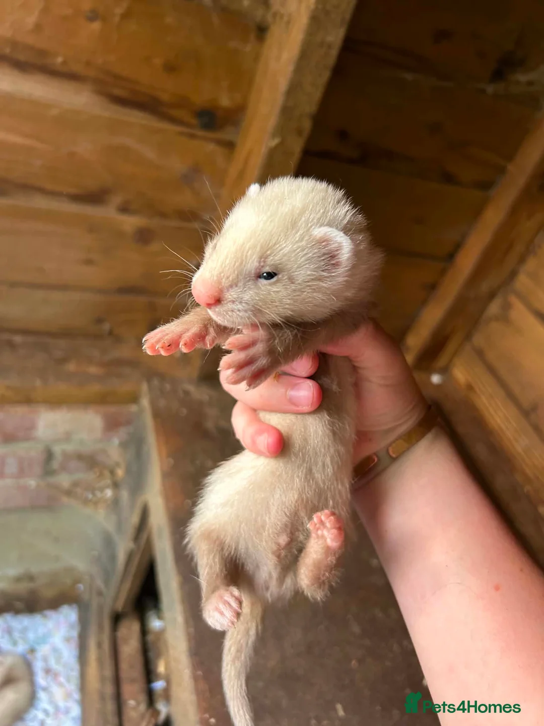 Ferret rodents for sale: Albino & sandy hobs  in Sudbury - Advert 1