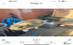 Guinea Pig rodents for sale: Male baby Guineapigs  - Image 1