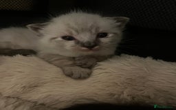 Bengal cats for sale: Ragdoll x Egyptian mau kitties  - Image 16