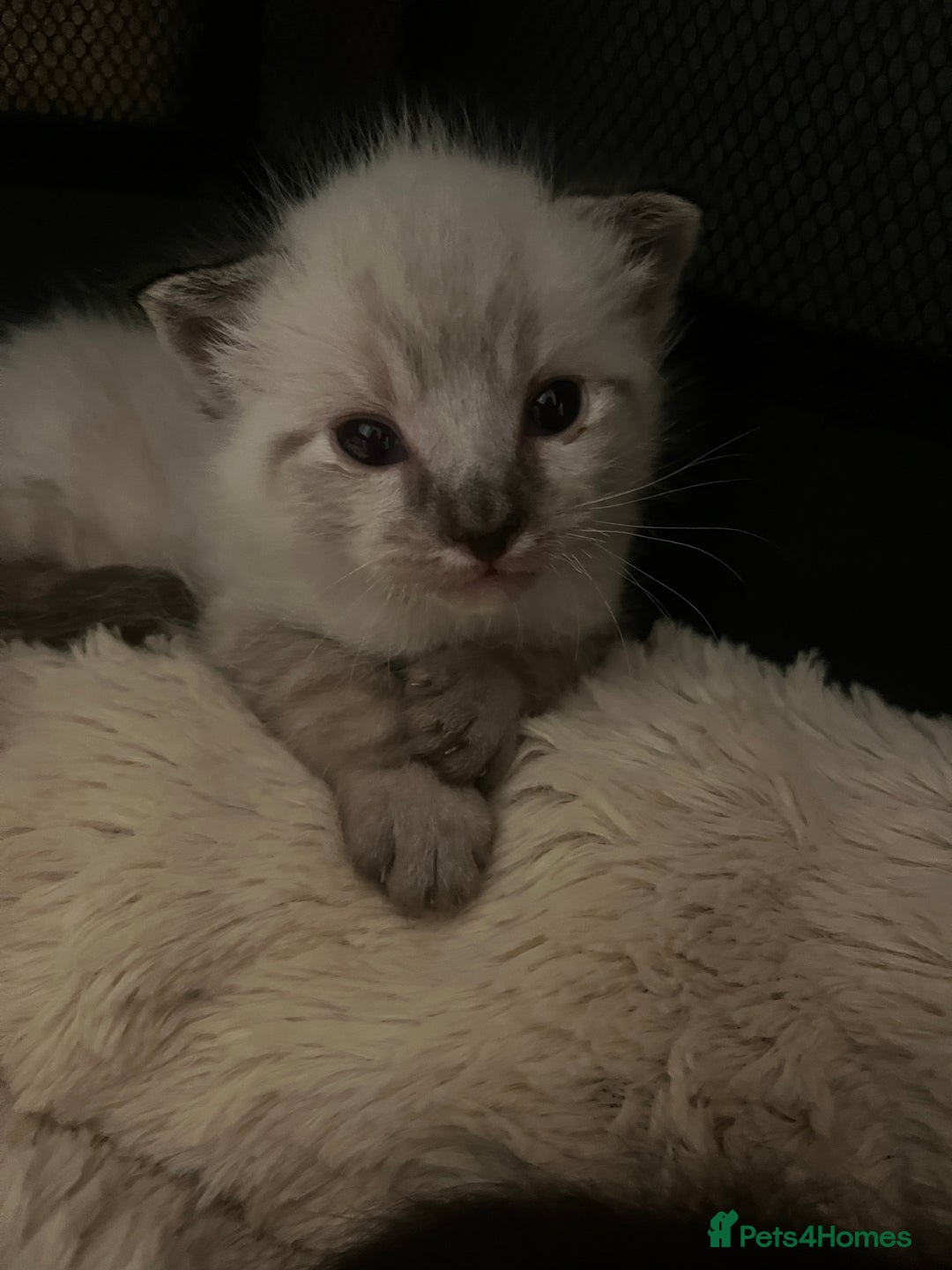 Bengal cats for sale: Ragdoll x Egyptian mau kitties  - Image 16