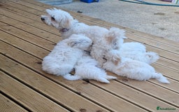 Bichon Frise dogs for sale: 4 boys and 1 girl. - Image 4