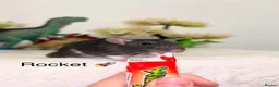 Rat rodents for sale: Beautiful baby rats  - Advert 1