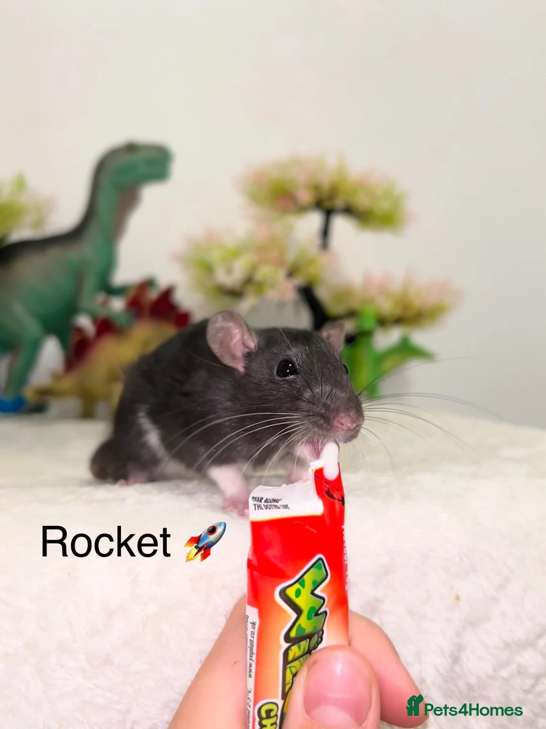 Rat rodents for sale: Beautiful baby rats  - Advert 1