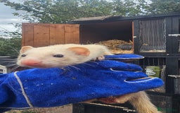 Ferret rodents for sale: 2 Jills (Need to go today) - Image 4