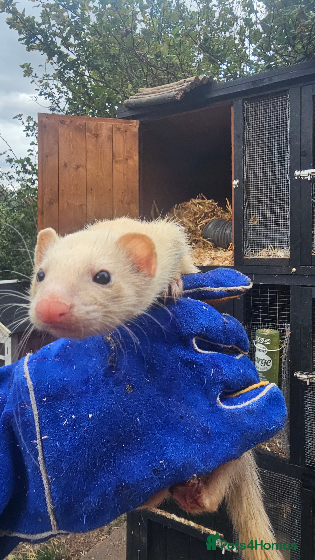 Ferret rodents for sale: 2 Jills (Need to go today) - Image 4