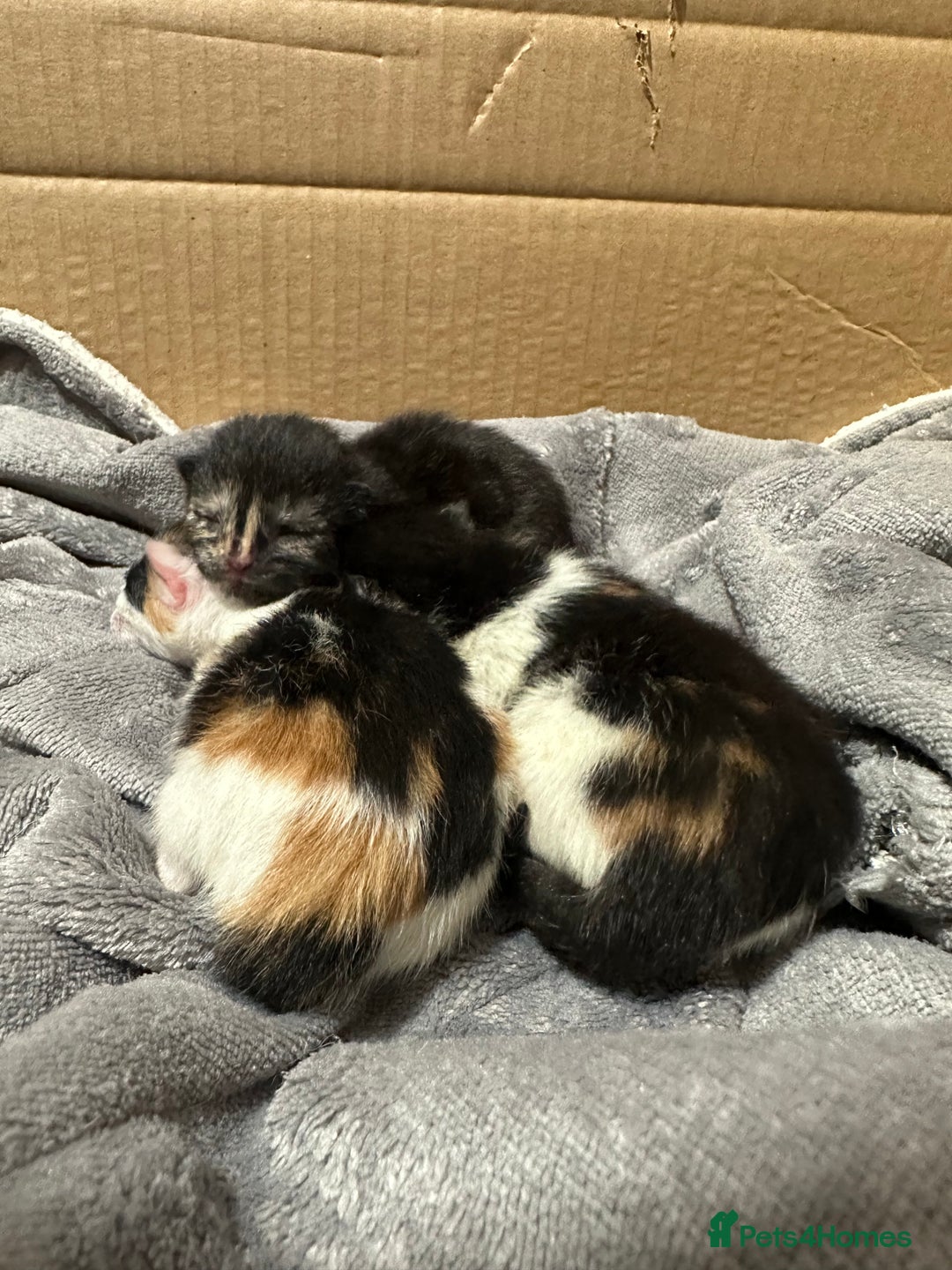 Norwegian Forest Cat cats for sale: Kittens for sale  - Image 3