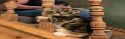 Mixed Breed cats for sale: Gorgeous kittens ready for loving homes - Advert 6