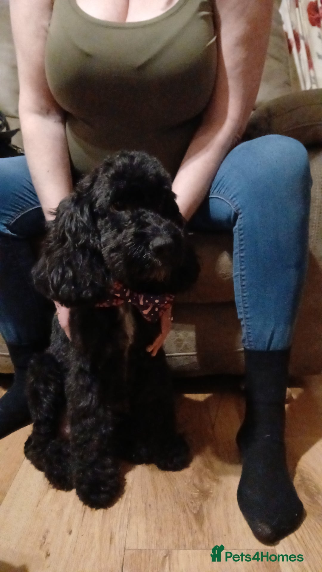 Cockapoo dogs for sale: Cockapoo puppies. - Advert 1