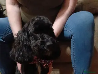 Cockapoo dogs Cockapoo puppies. - Advert 3