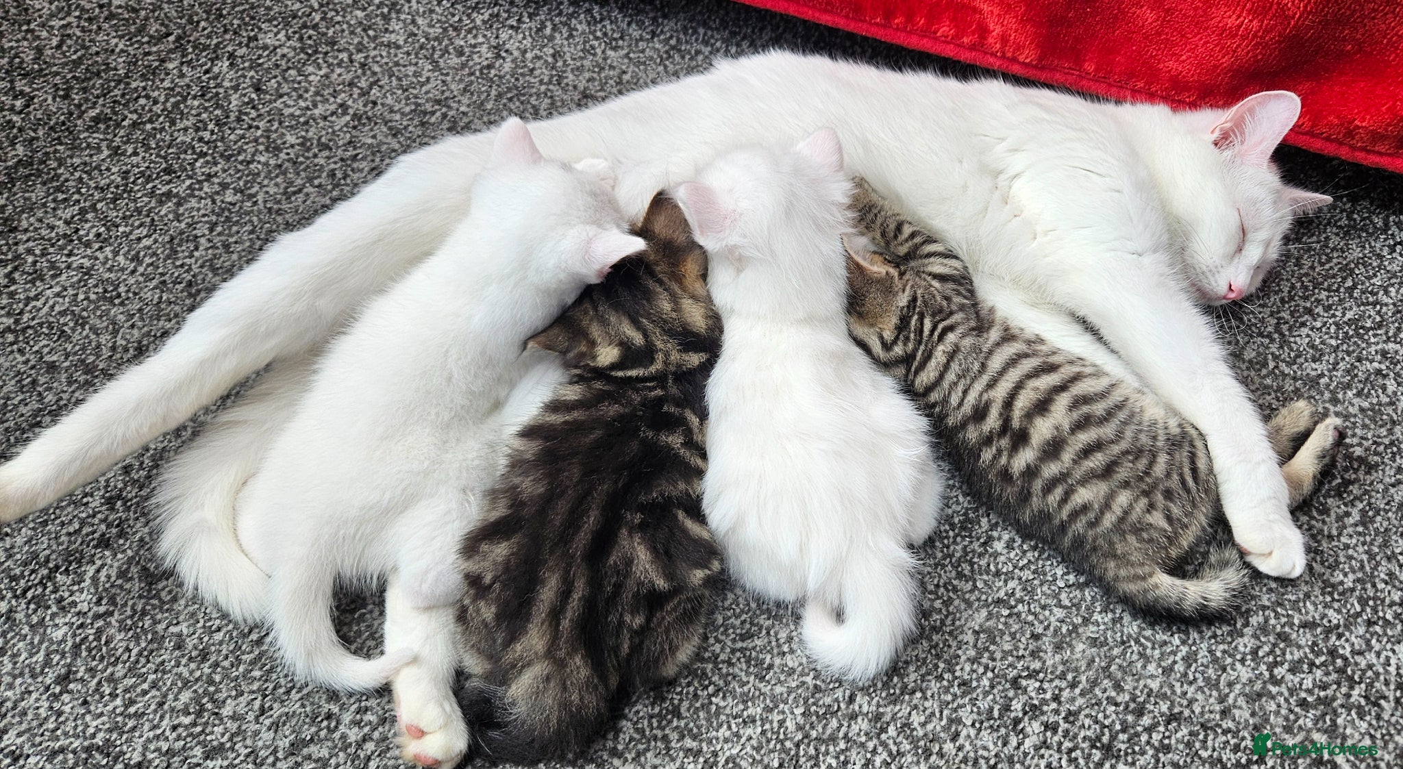 Mixed Breed cats 3 beautiful male kittens - Advert 9