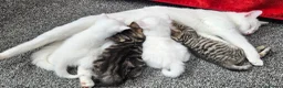 Mixed Breed cats for sale: 3 beautiful male kittens in Swadlincote - Advert 1