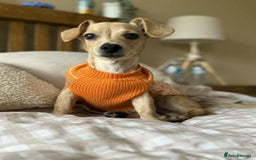 Mixed Breed dogs for adoption: Rusty the tiny cuddle monster  - Image 2