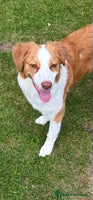 Australian Shepherd dogs in Doncaster - Advert 3